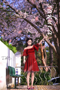 樱花树下的回忆_DAZ3D下载站