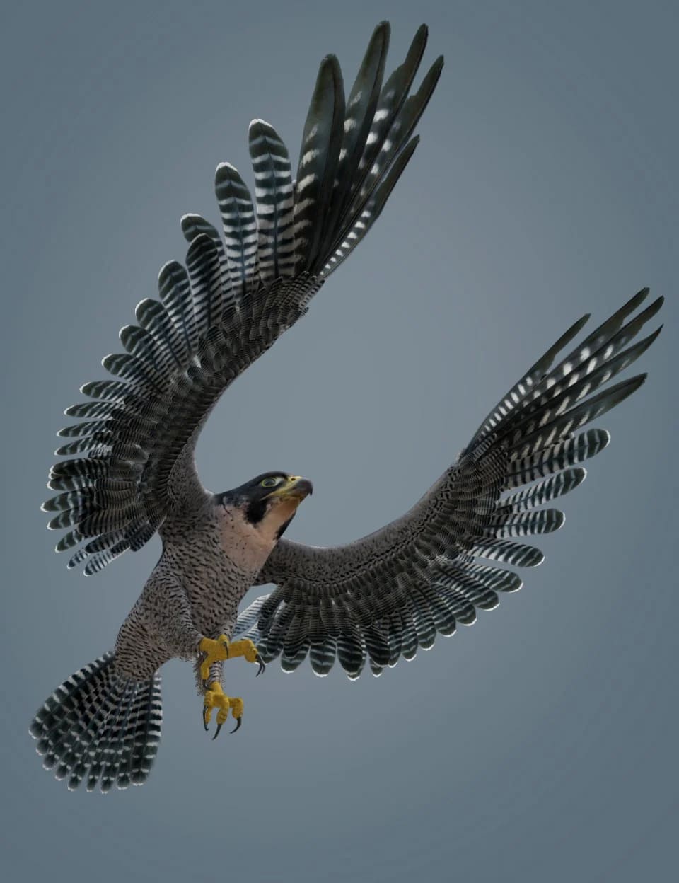 Peregrine Falcon for Deepsea's Eagle_DAZ3DDL