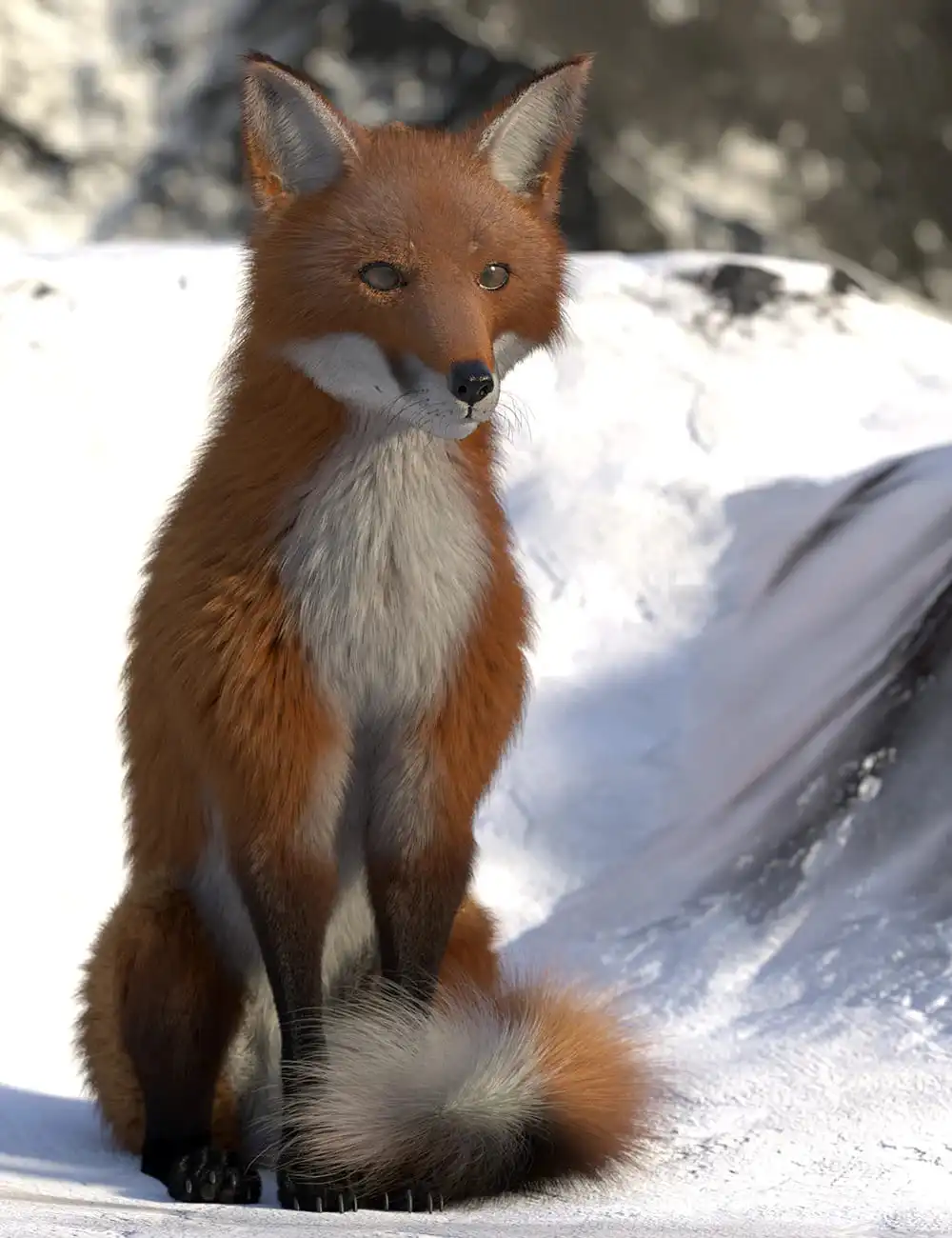 Oso Fox for Daz Dog 8 with dForce Hair_DAZ3DDL