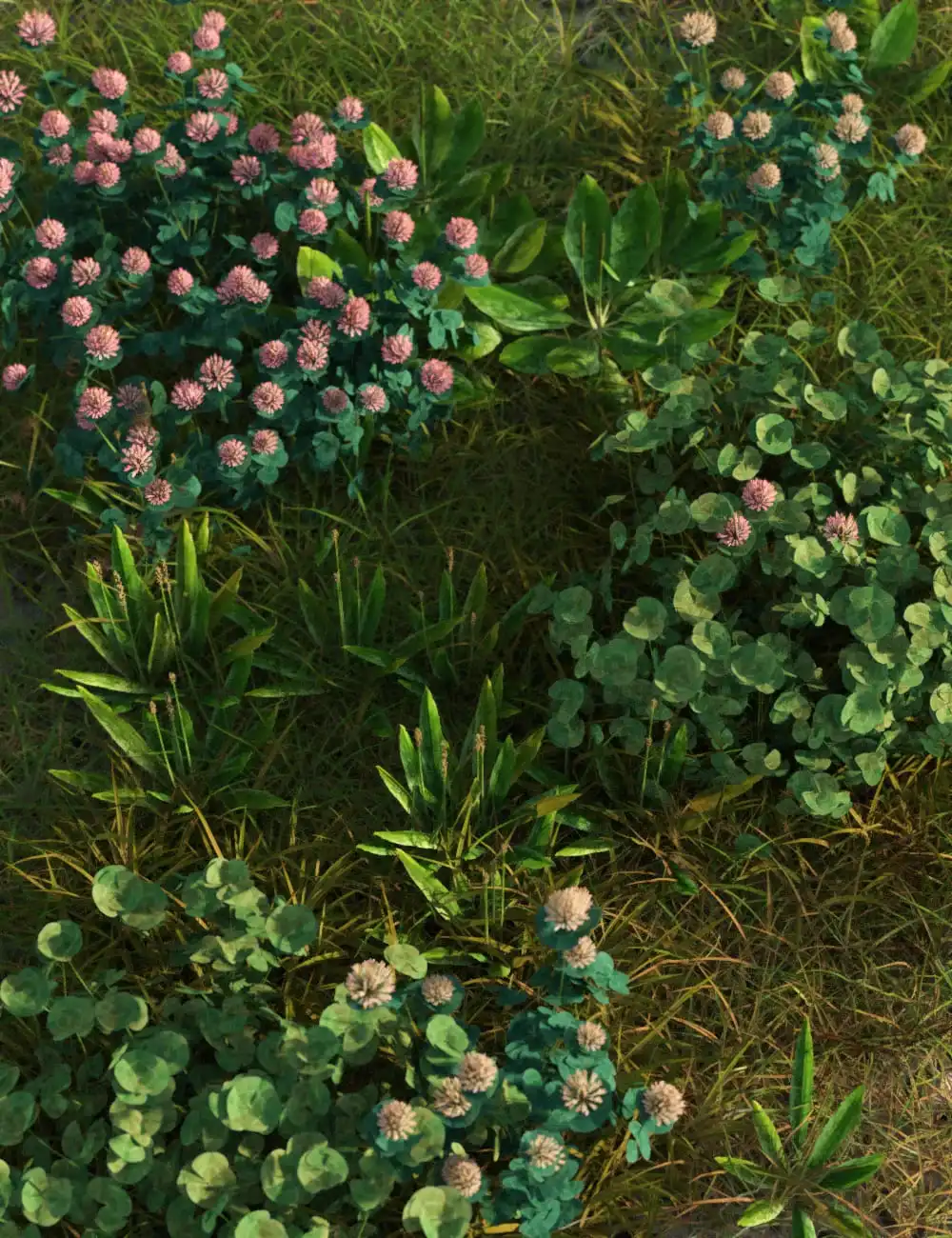 The (Im)Perfect Lawn II- Essential Grassland Weeds_DAZ3DDL