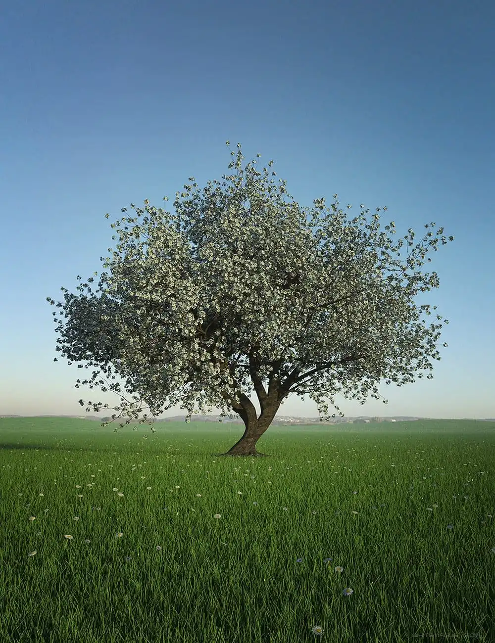 HDRI Dawn Clean Skies_DAZ3D下载站