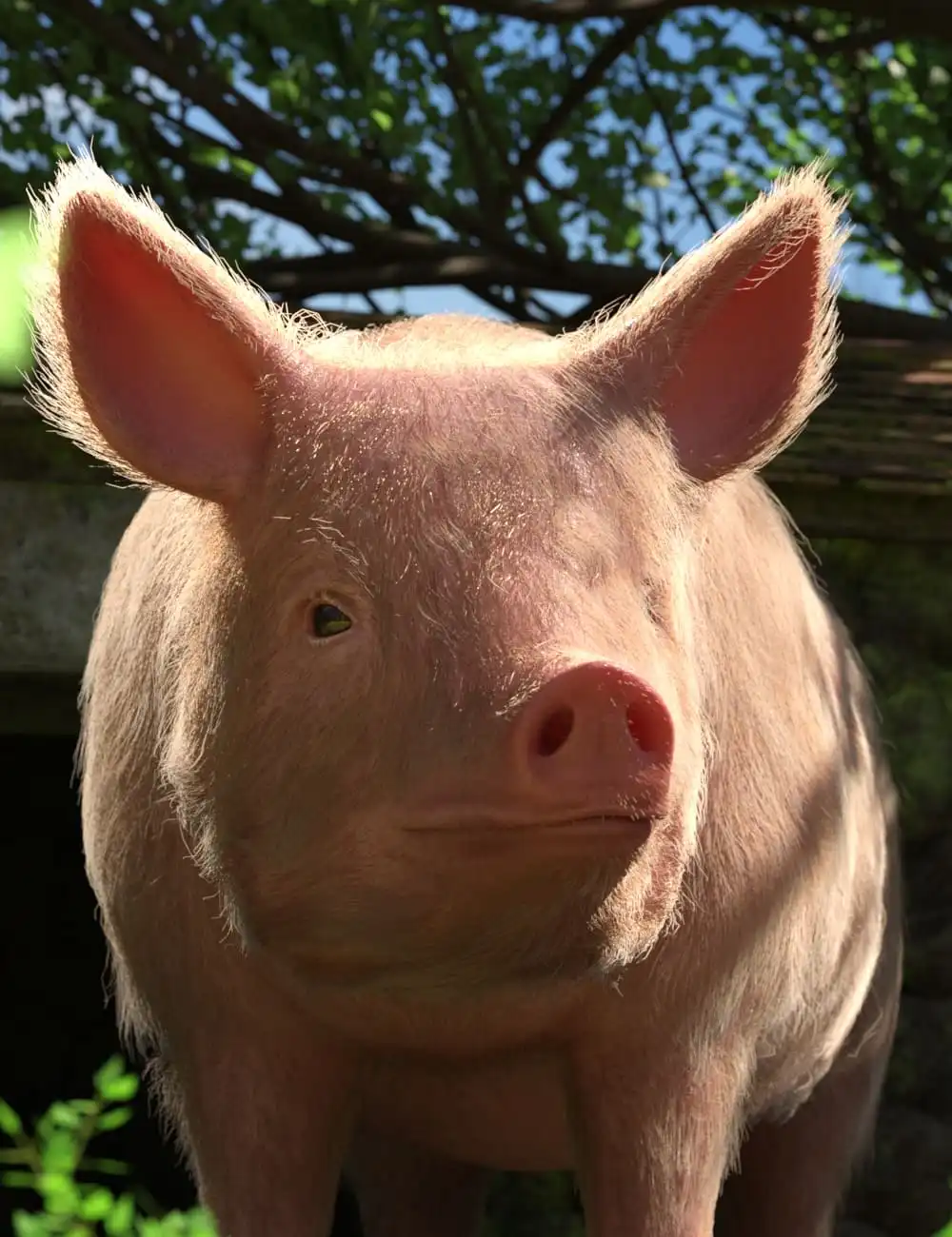 LoREZ Pig 2_DAZ3DDL
