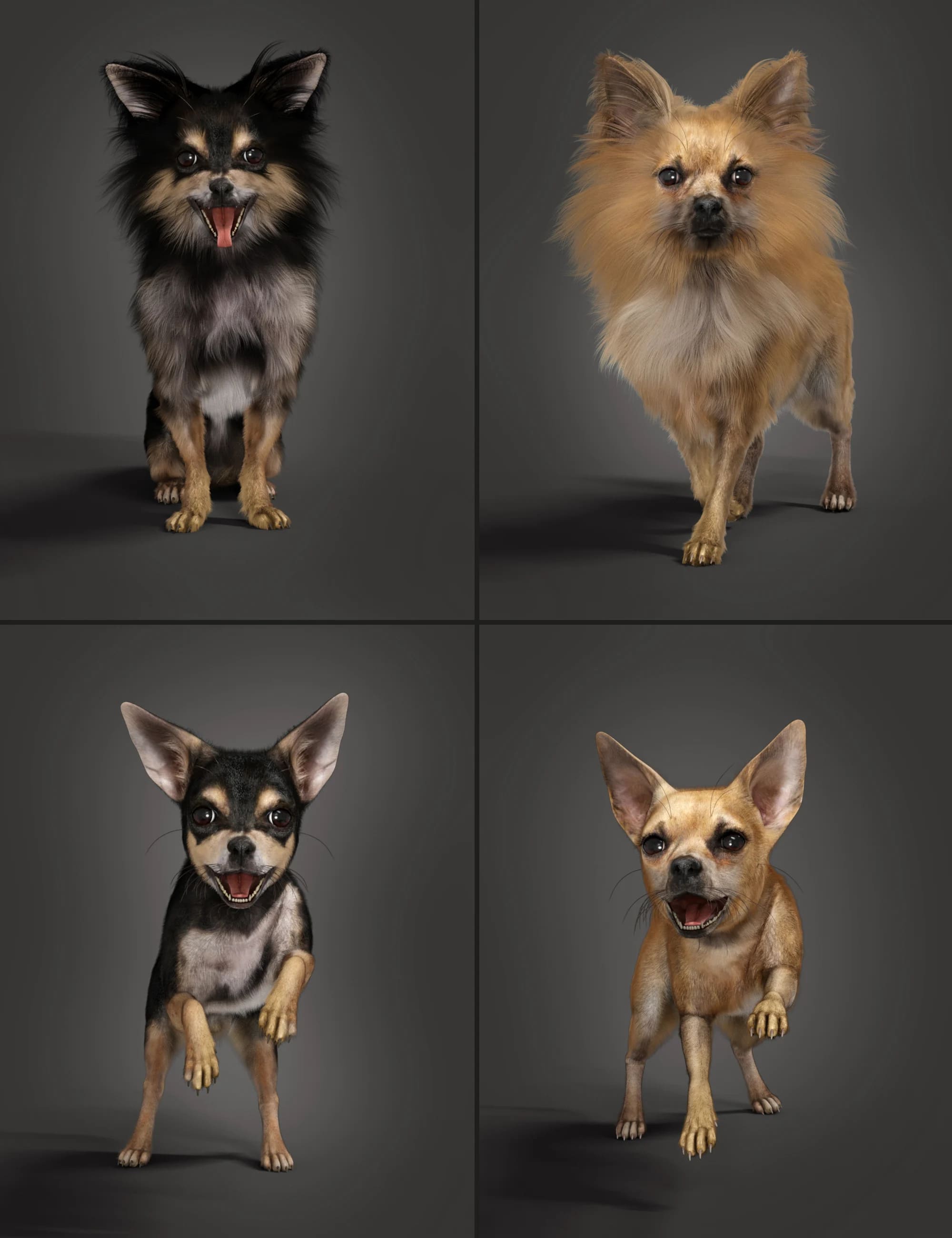 Chihuahua for Daz Dog 8 Penelope and Zorro Add-on_DAZ3DDL