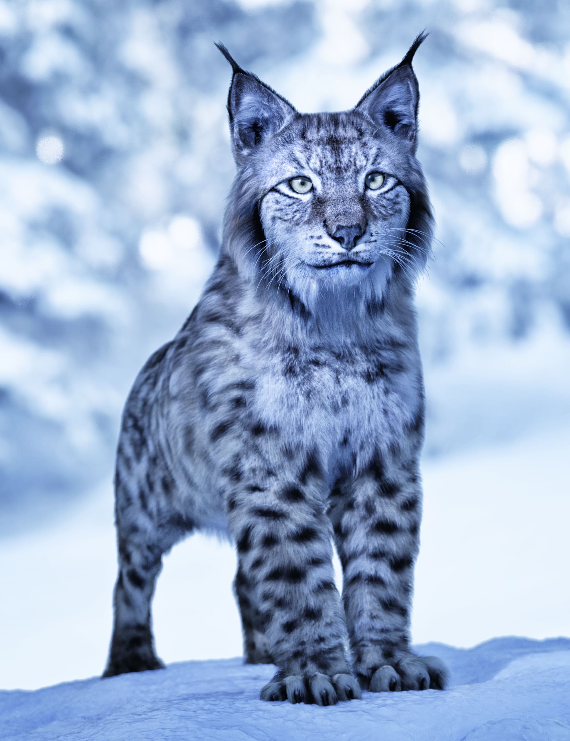 Felidae by AM – Lynx_DAZ3DDL