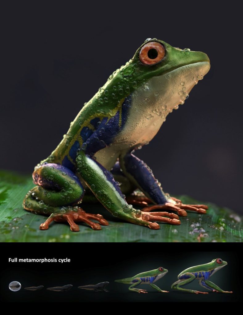 Amazon Tree Frogs and Tadpole_DAZ3D下载站