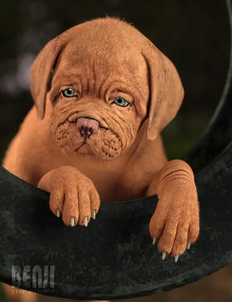 Benji The Puppy HD for Daz Dog 8_DAZ3DDL