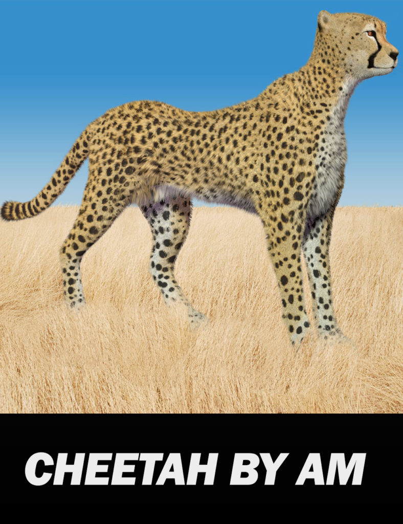 Cheetah by AM_DAZ3D下载站