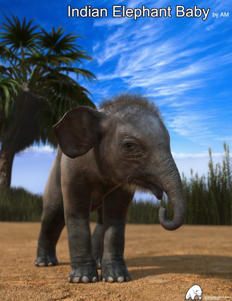 Indian Elephant Baby by AM_DAZ3DDL