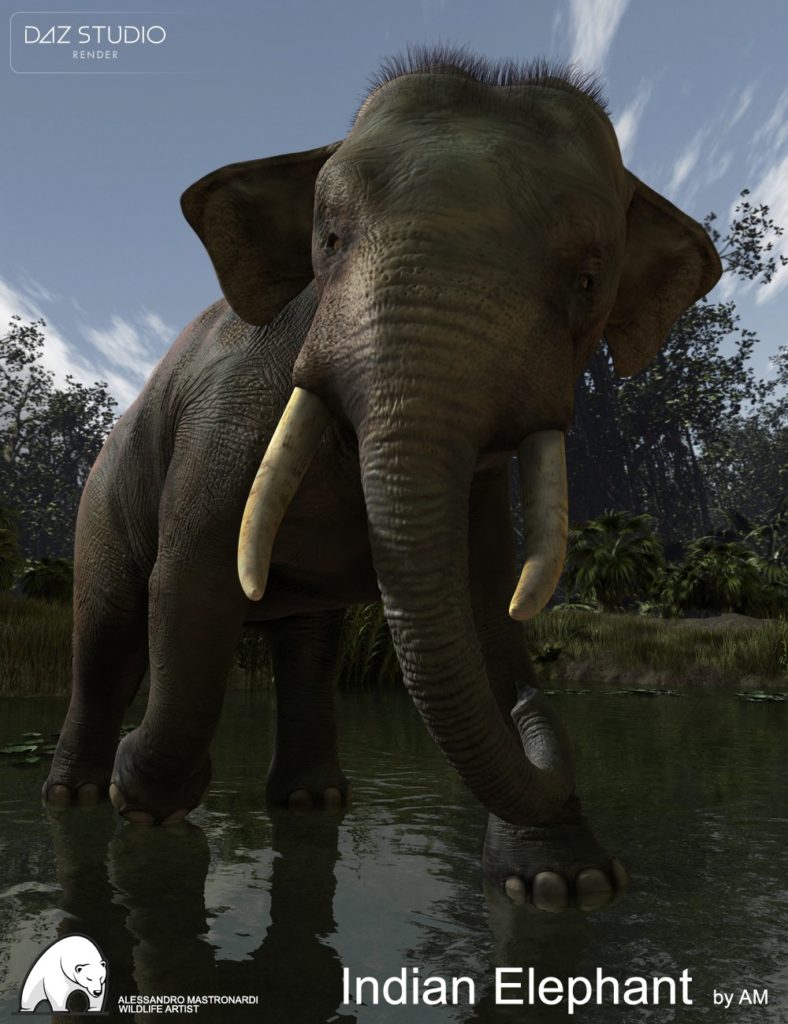 Indian Elephant by AM_DAZ3DDL
