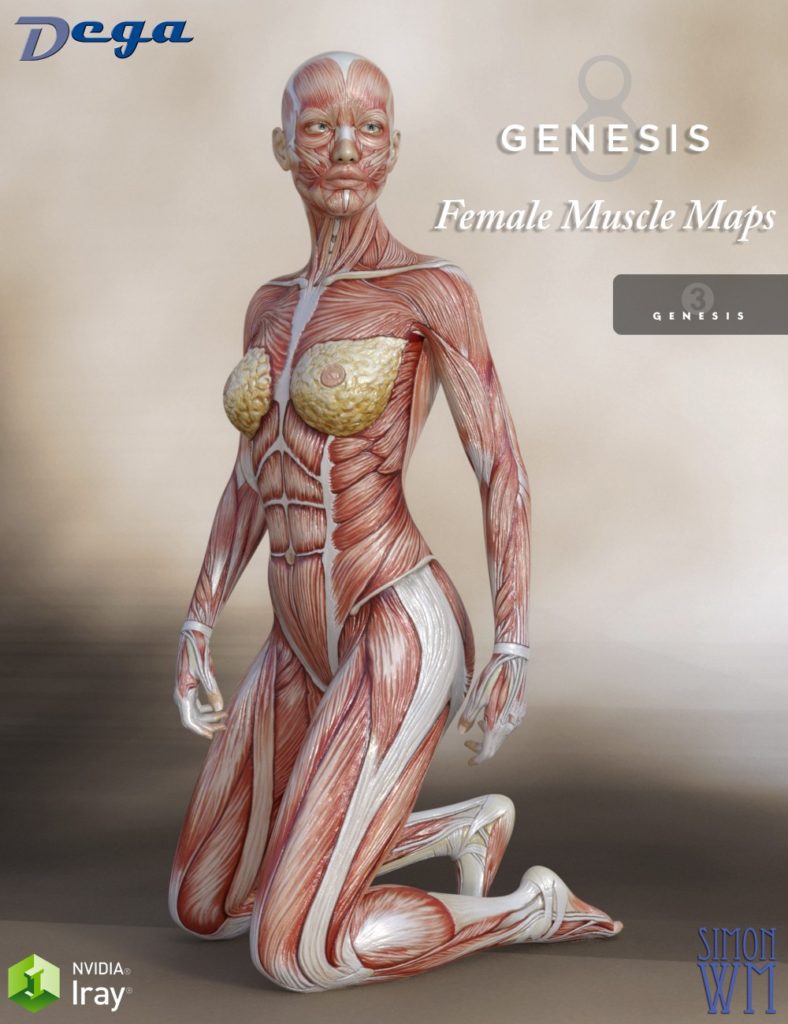 Muscle Maps for Genesis 3 and 8 Female_DAZ3DDL