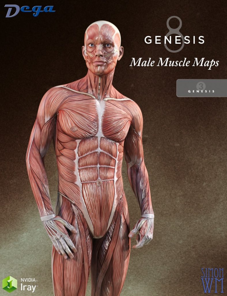 Muscle Maps for Genesis 3 and 8 Male_DAZ3DDL