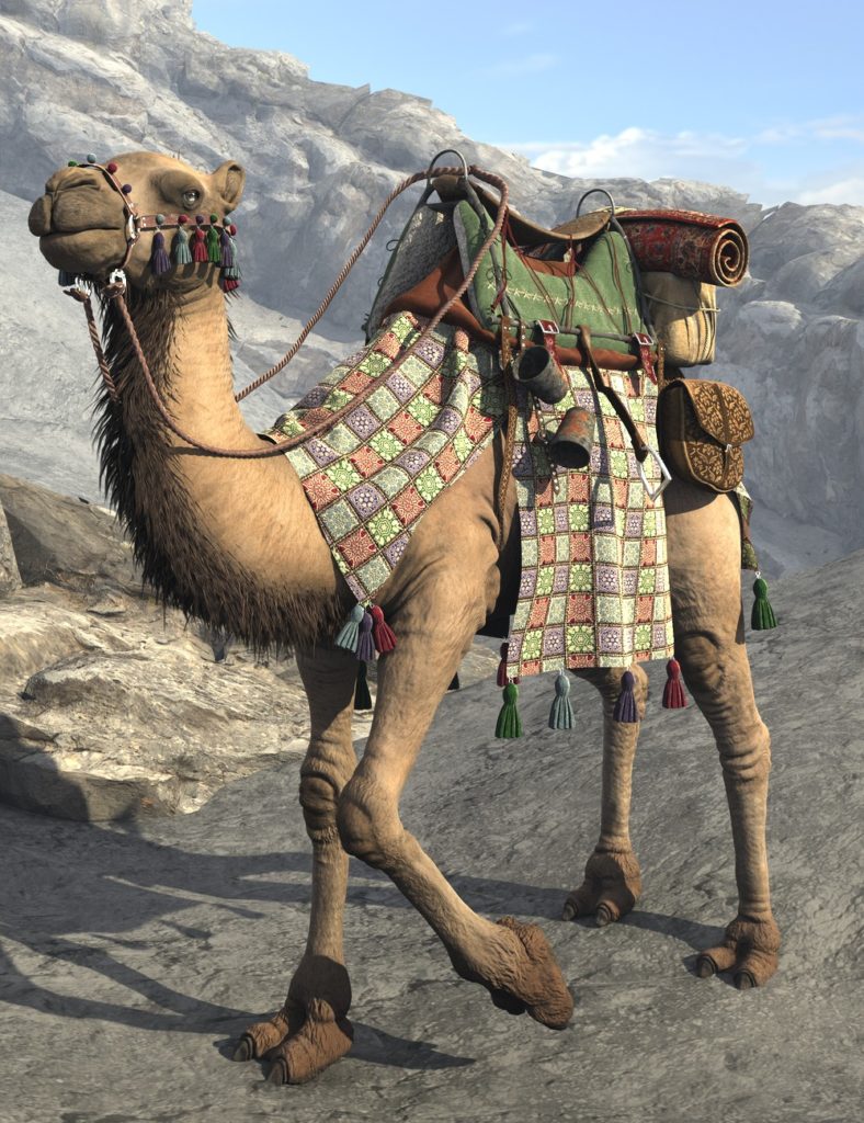My Camel Camelia HD_DAZ3DDL