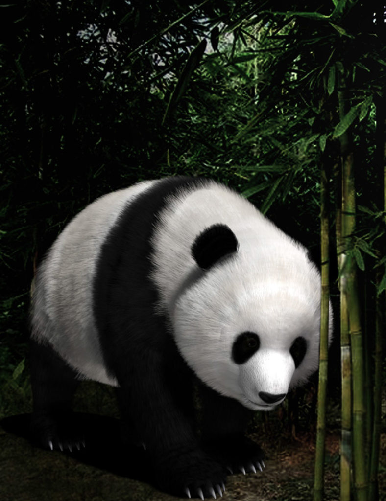 Panda (Poser)_DAZ3D下载站