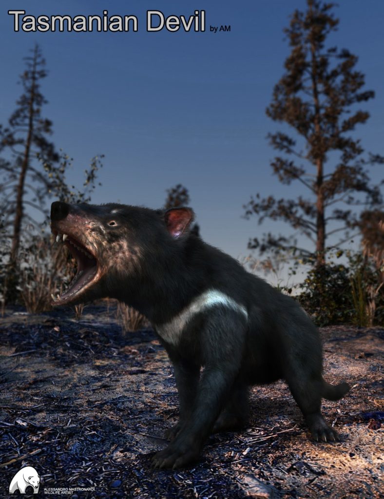 Tasmanian Devil by AM_DAZ3DDL