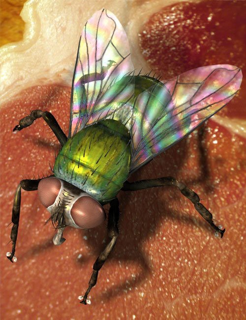 Ultimate Fly Collection_DAZ3D下载站