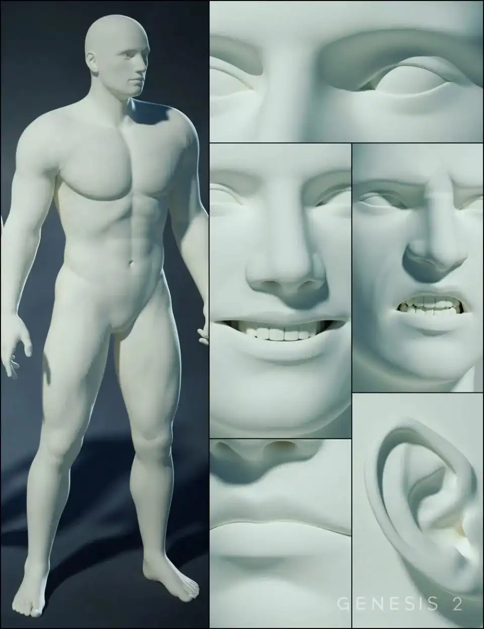 Genesis 2 Male Morphs Bundle_DAZ3DDL