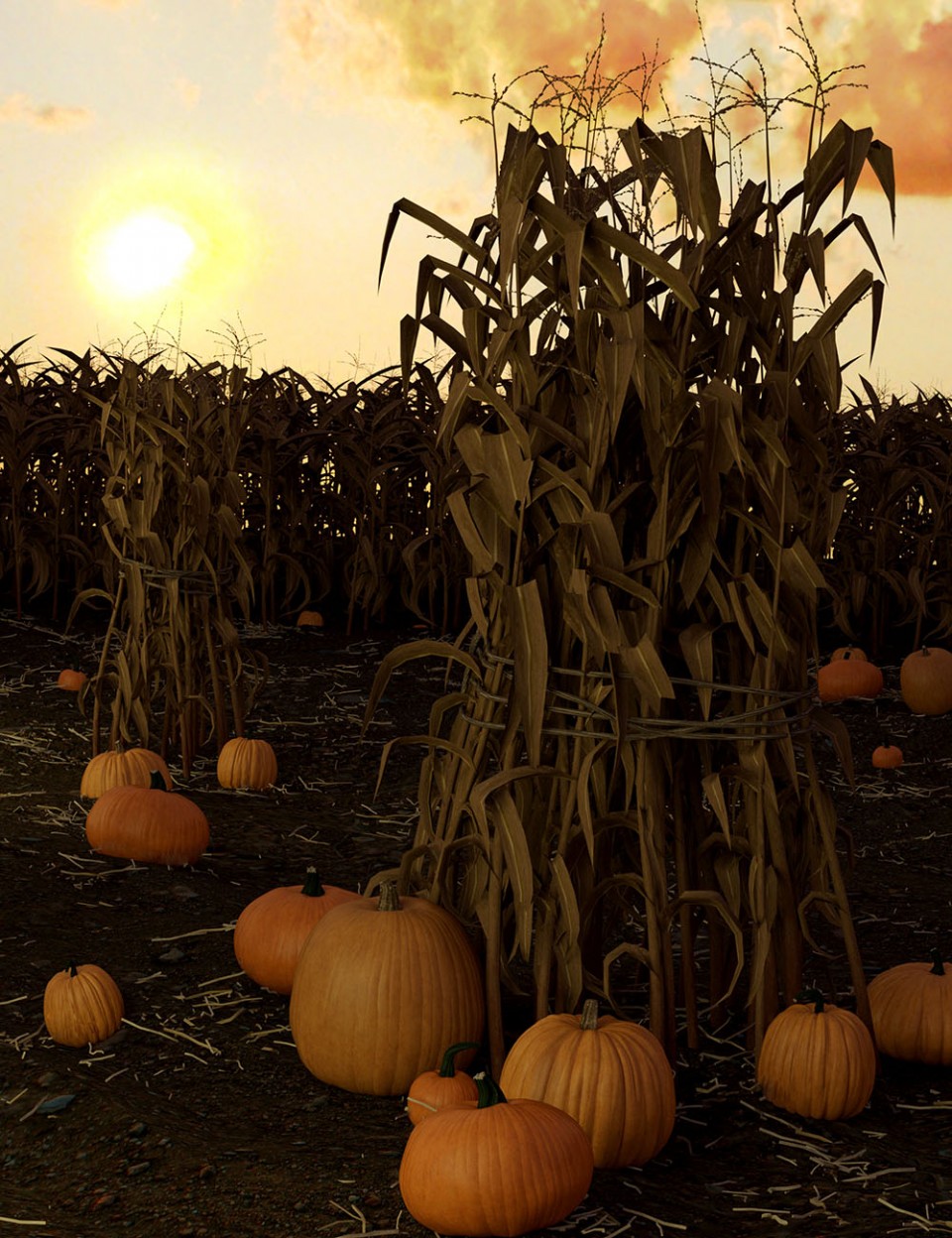 Corn Stalks and Fields_DAZ3D下载站