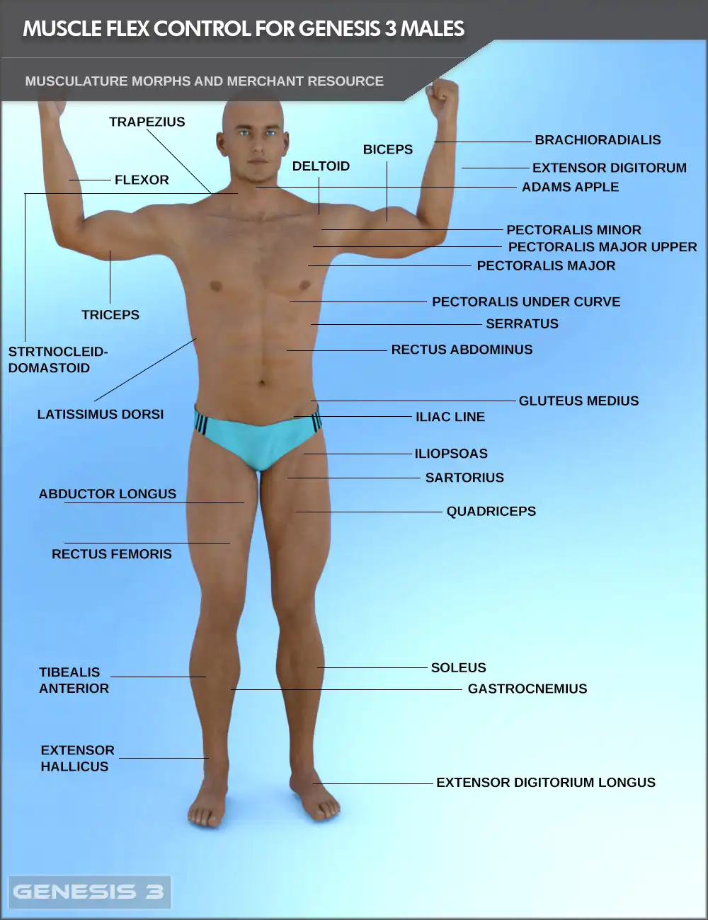 Muscle Flex Control for Genesis 3 Males and Merchant Resource_DAZ3D下载站