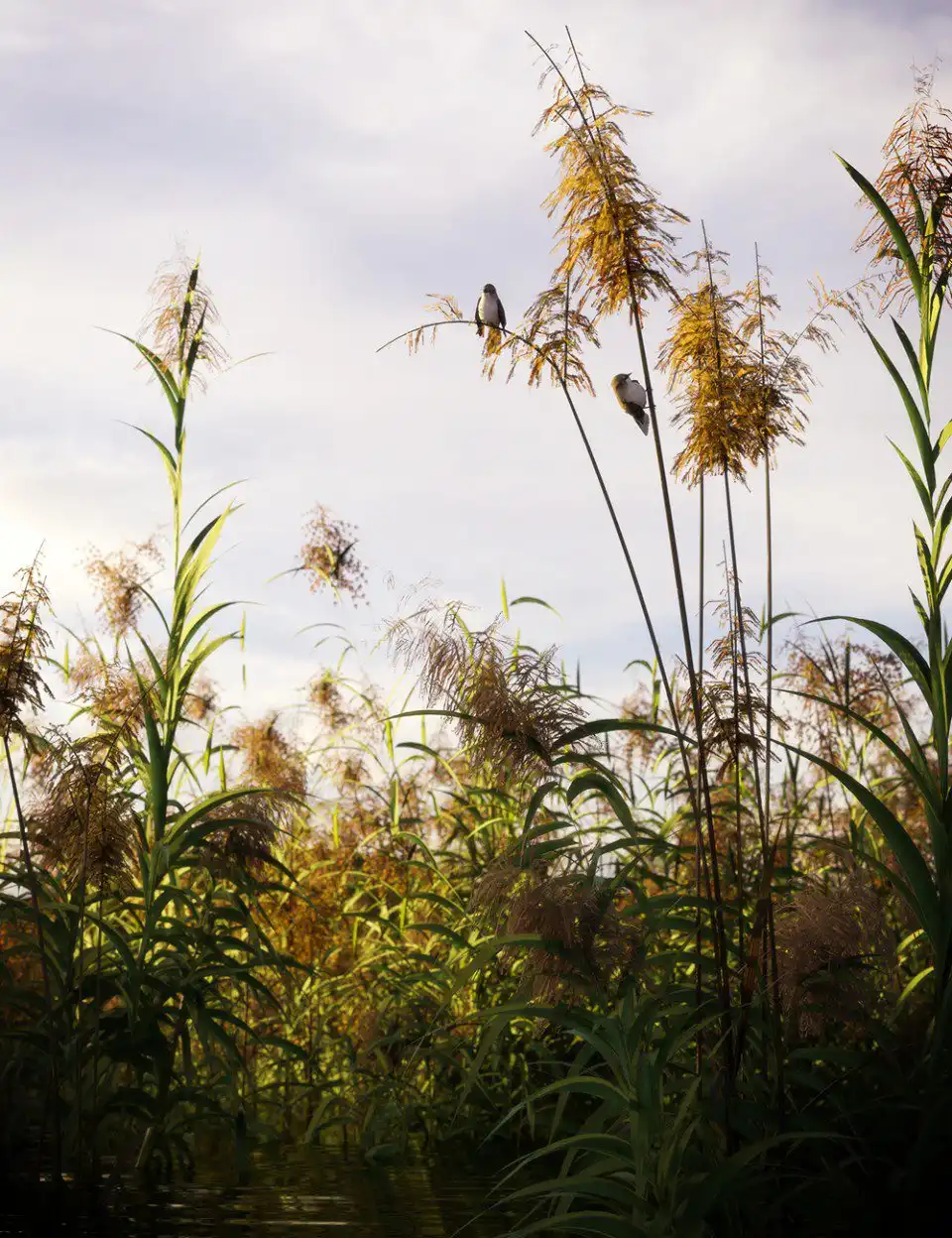 Reed Plants for Daz Studio and Iray_DAZ3DDL