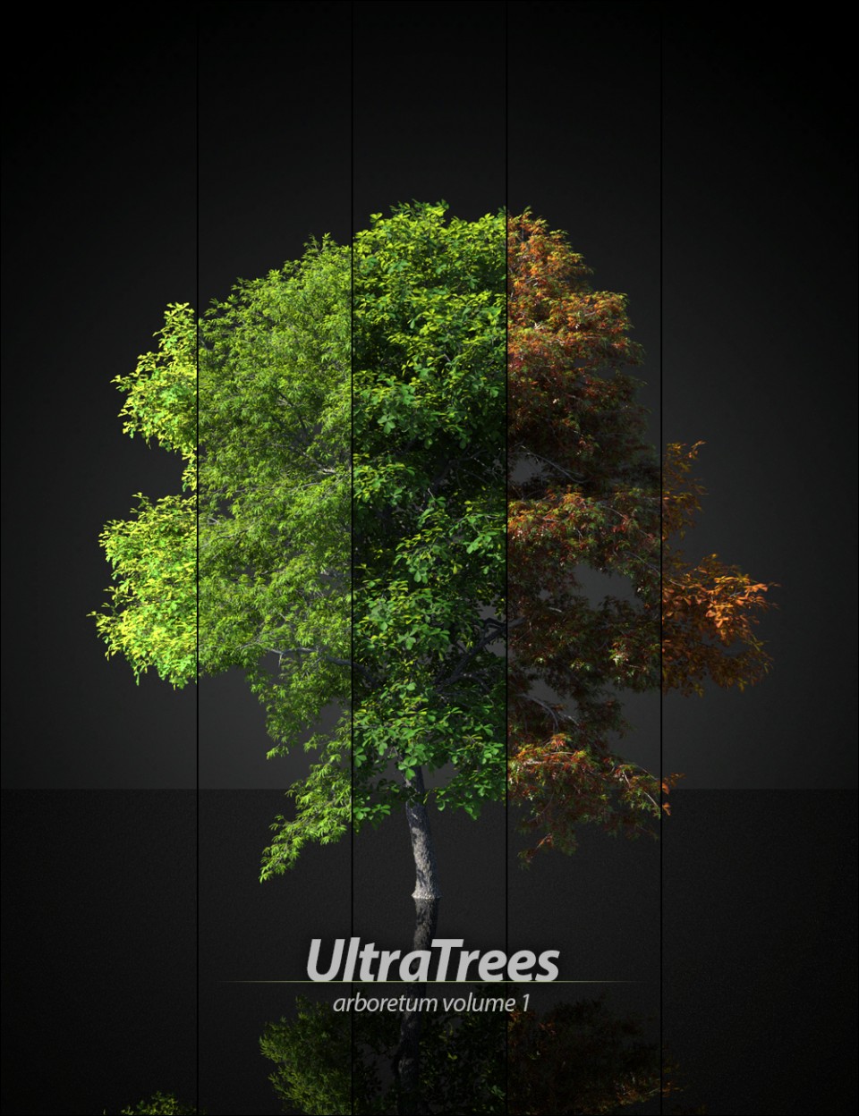 UltraTrees – Arboretum Volume 1_DAZ3D下载站
