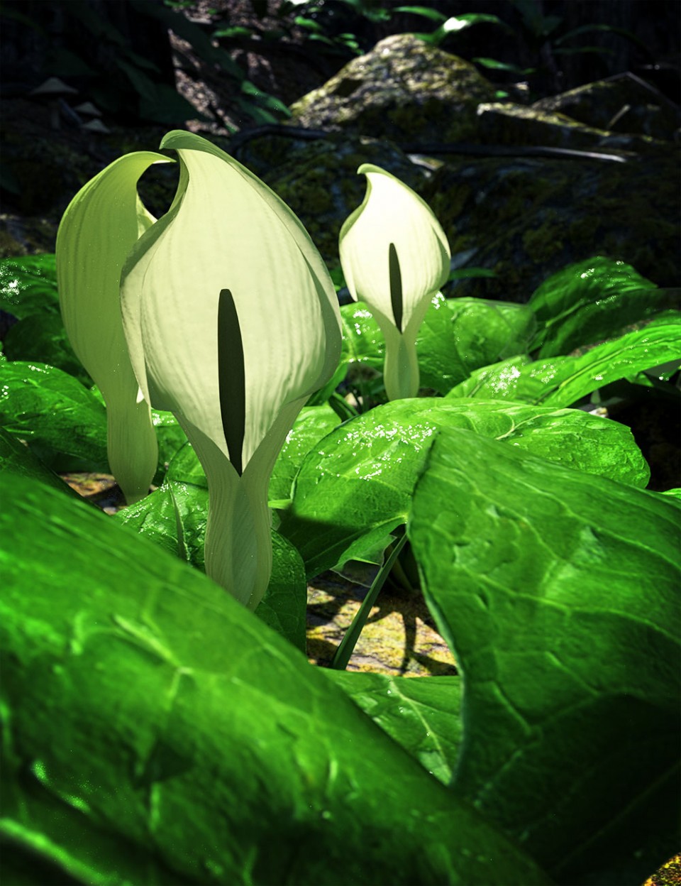 Wild Arums – A wild flower bundle for Daz Studio_DAZ3D下载站