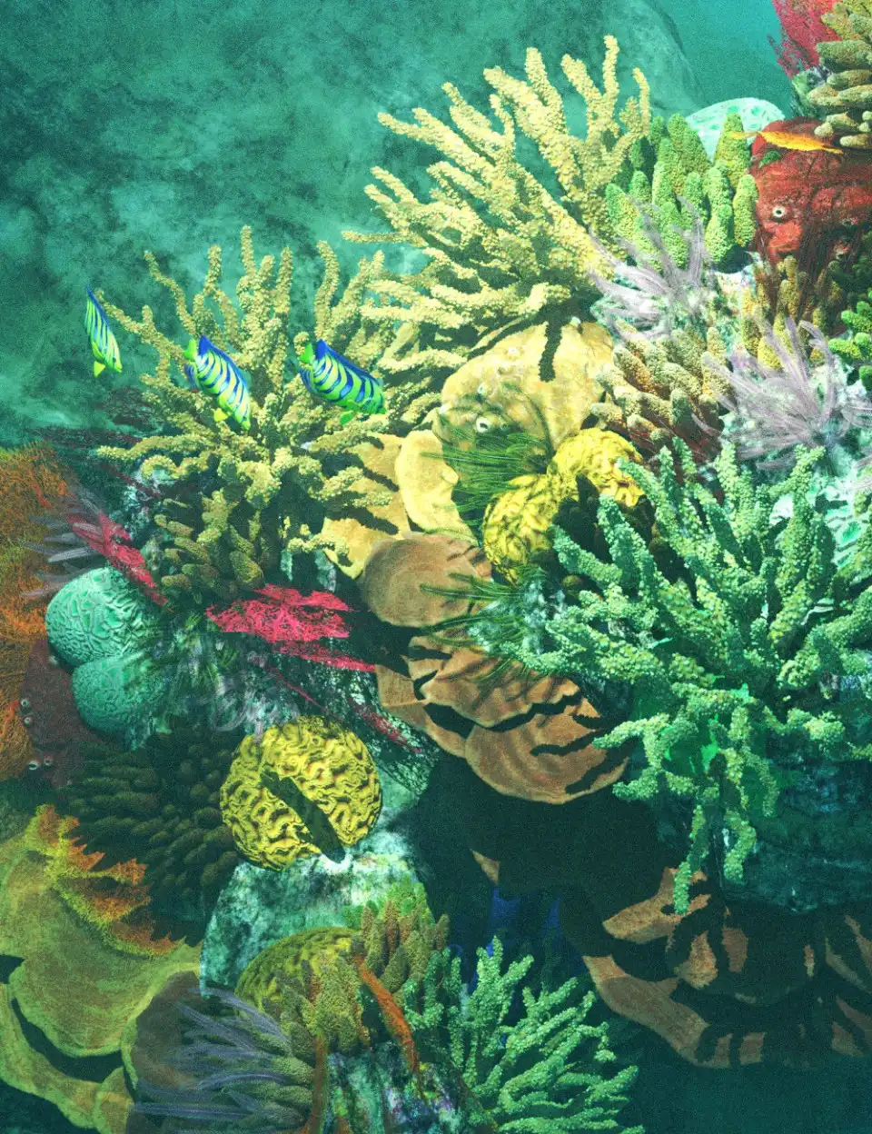 v176 Iray Coral Reef_DAZ3DDL