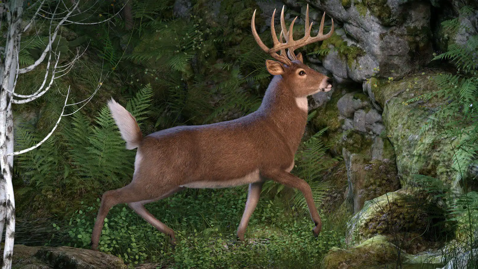 CWRW Whitetail Deer LAMH Preset_DAZ3D下载站
