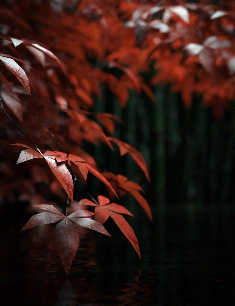 Japanese Maples_DAZ3D下载站