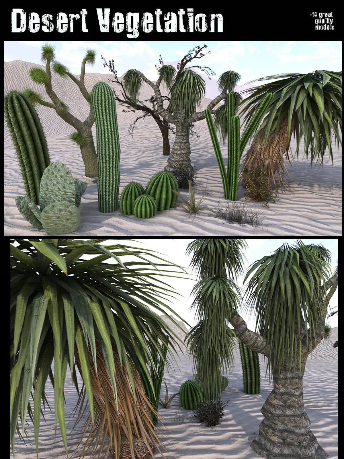 沙漠植被