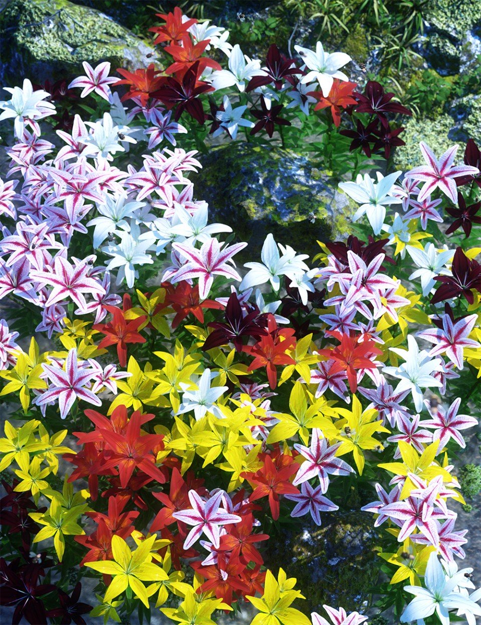 Garden Flowers – Asiatic Lilies_DAZ3D下载站