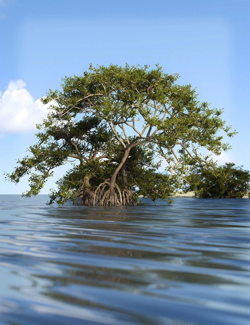 Mangrove Trees, Roots and Bushes for Iray_DAZ3DDL