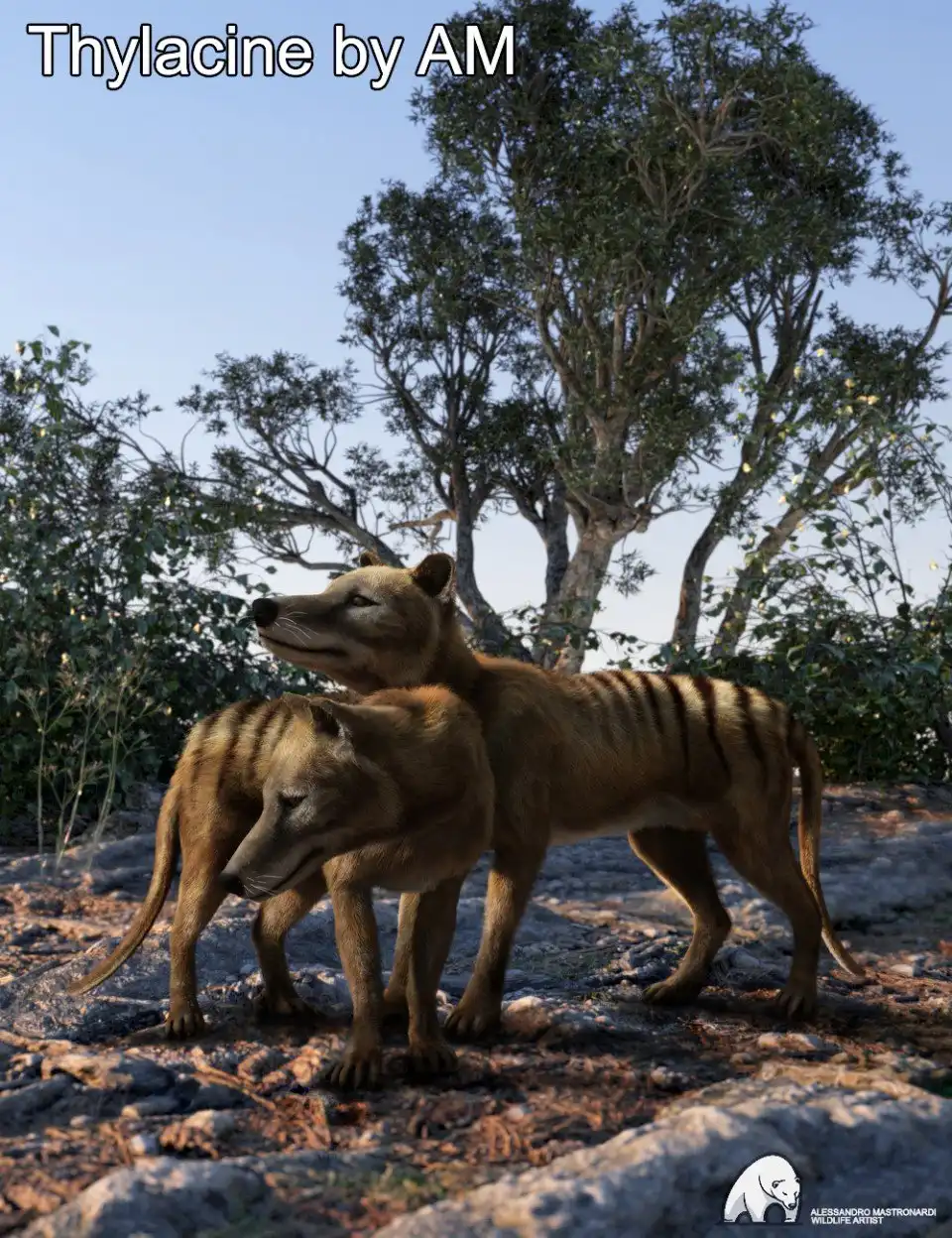 Thylacine by AM_DAZ3DDL