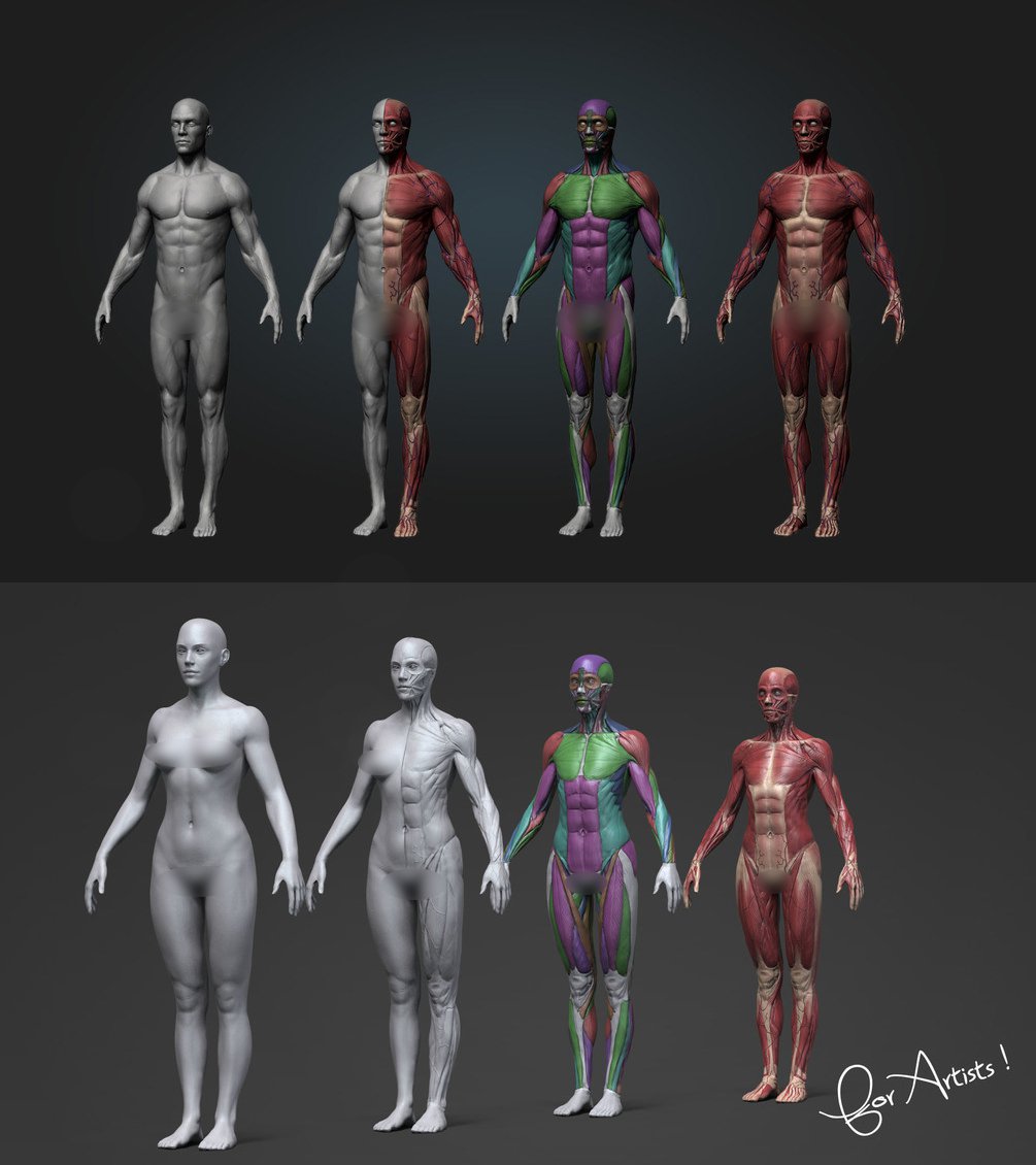 Ultimate Anatomy Tool Reference for Artists_DAZ3D下载站