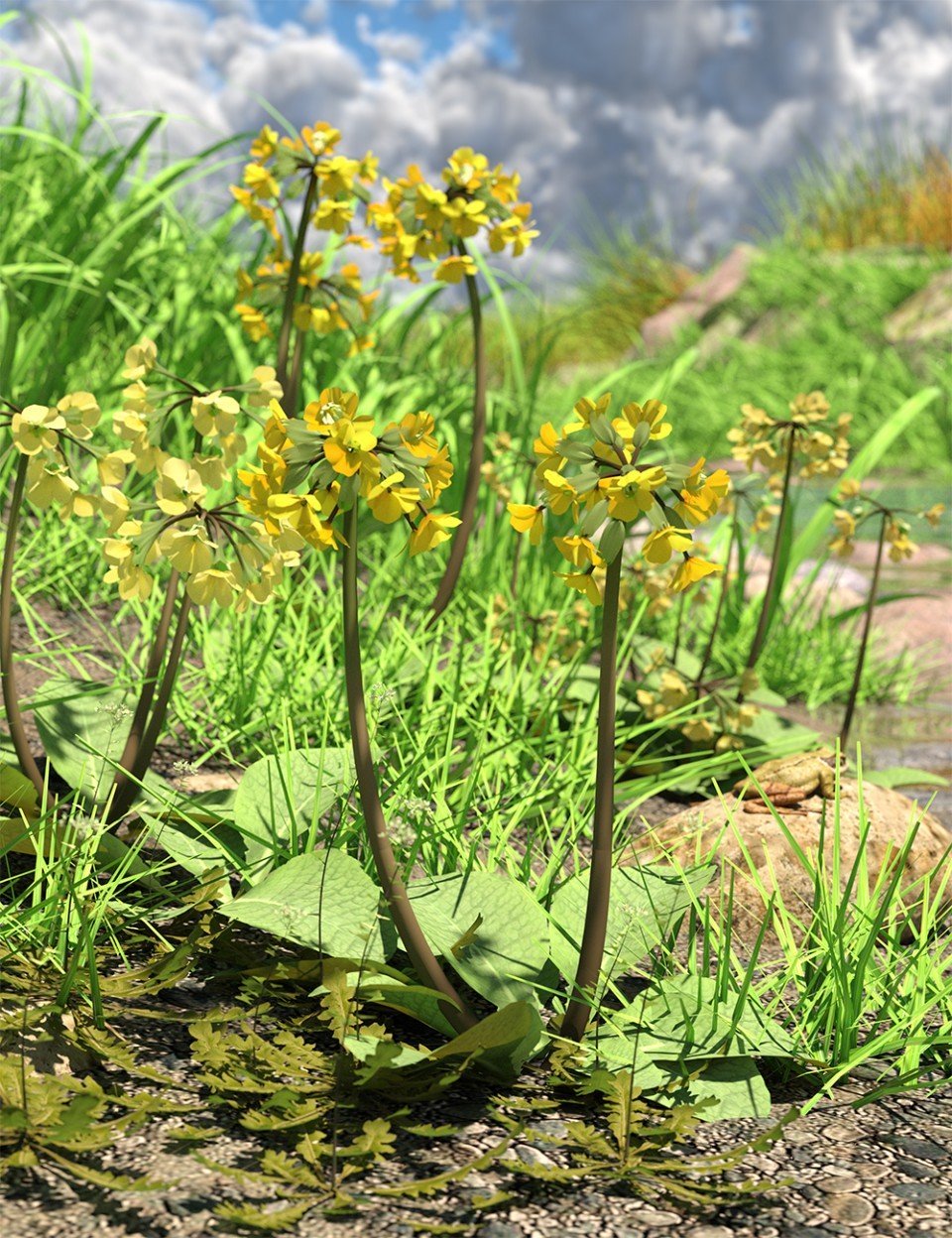 Wild Flowers Volume 9 Primulas (Wild and Cultivated)_DAZ3DDL