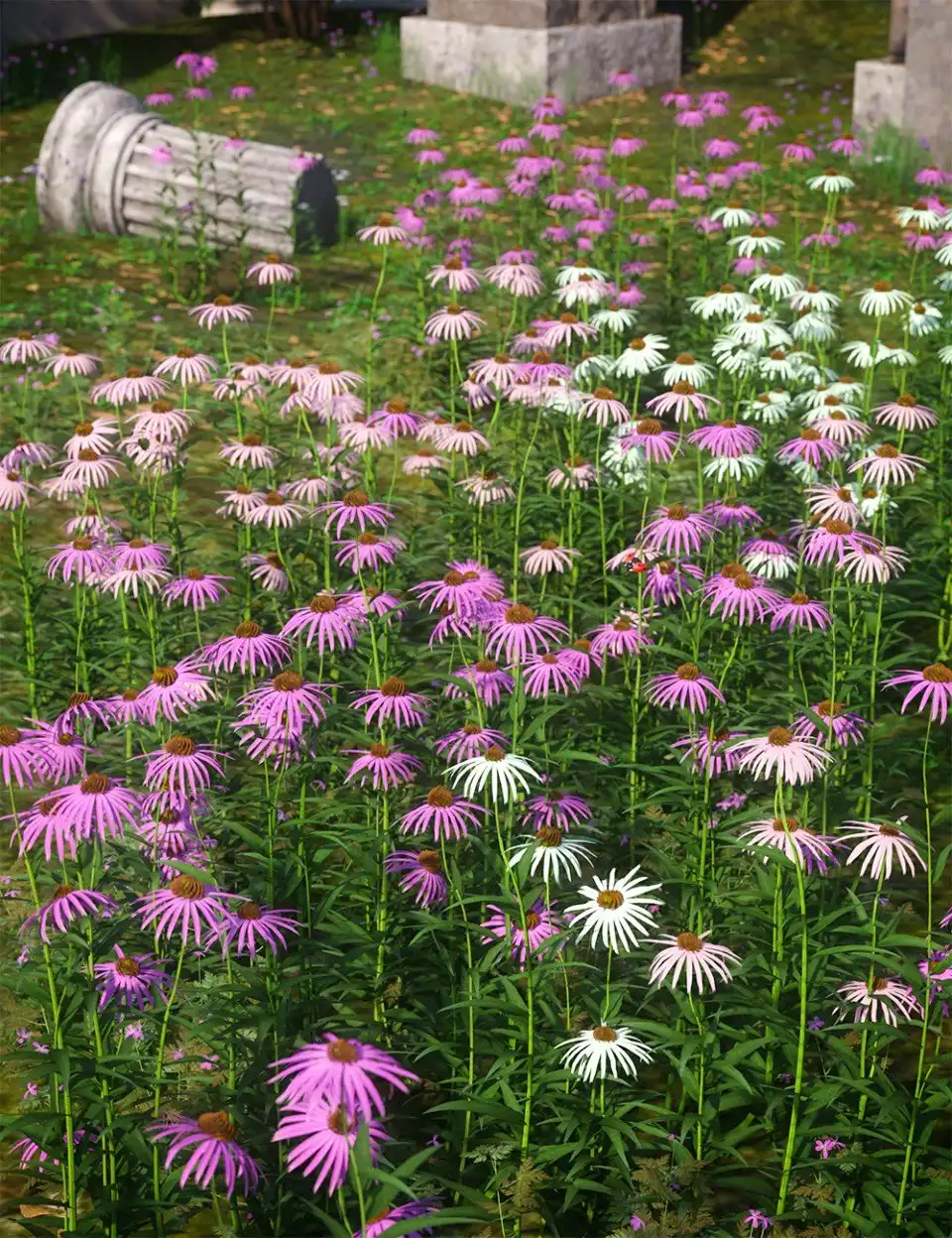 Garden Flowers – Cone Flowers_DAZ3DDL