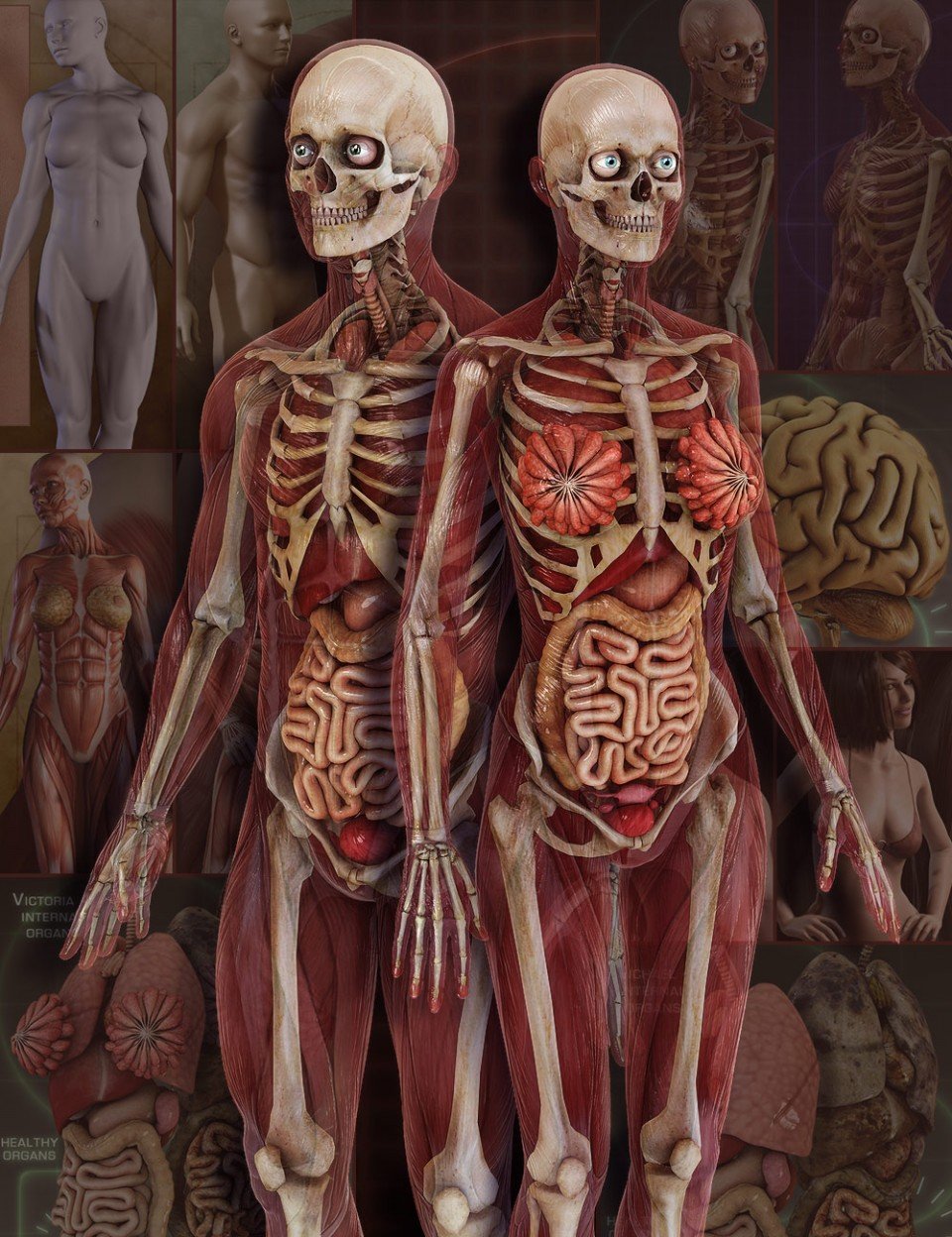 Anatomy 4 Pro Bundle_DAZ3D下载站