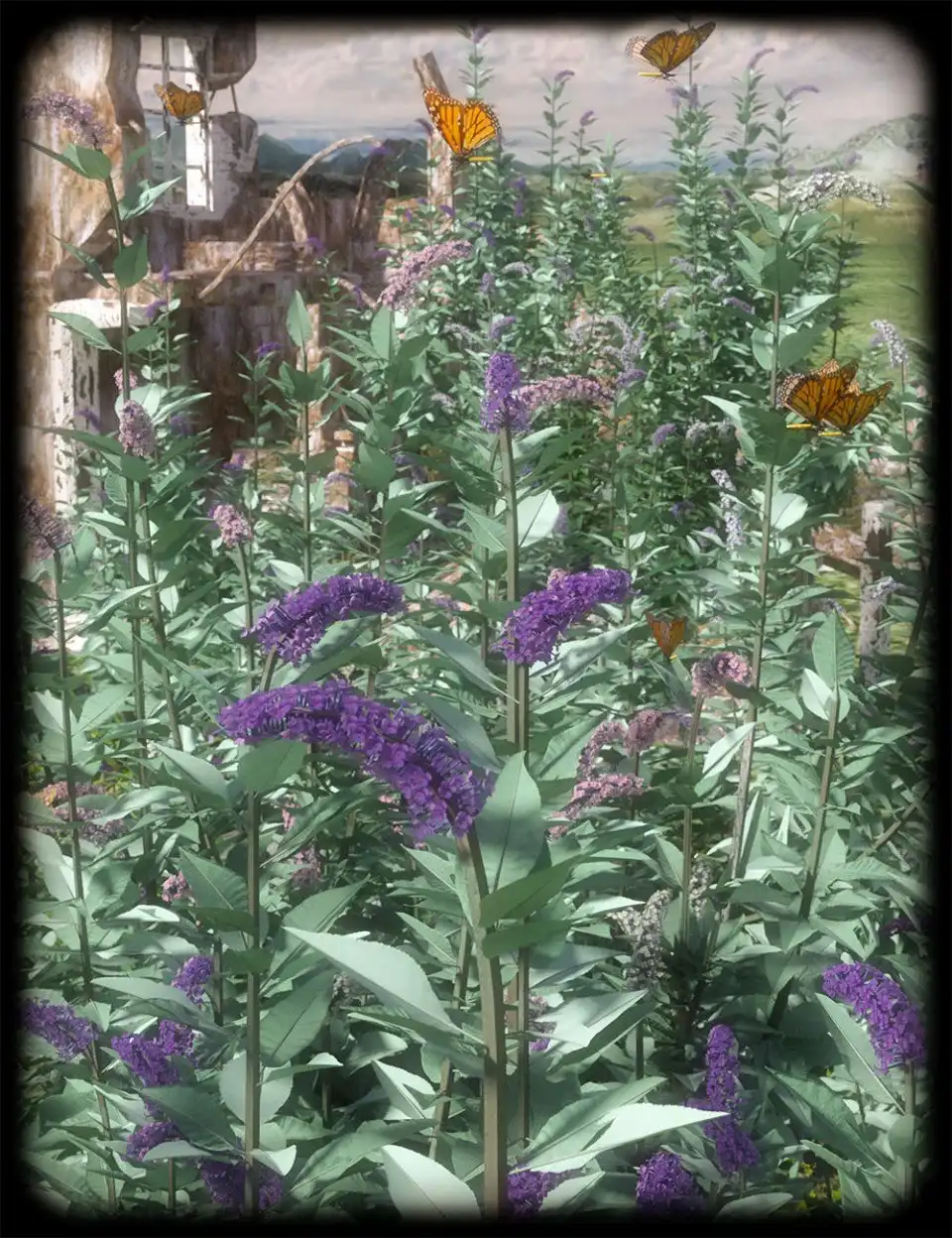 Buddleia – Butterfly Bushes_DAZ3DDL