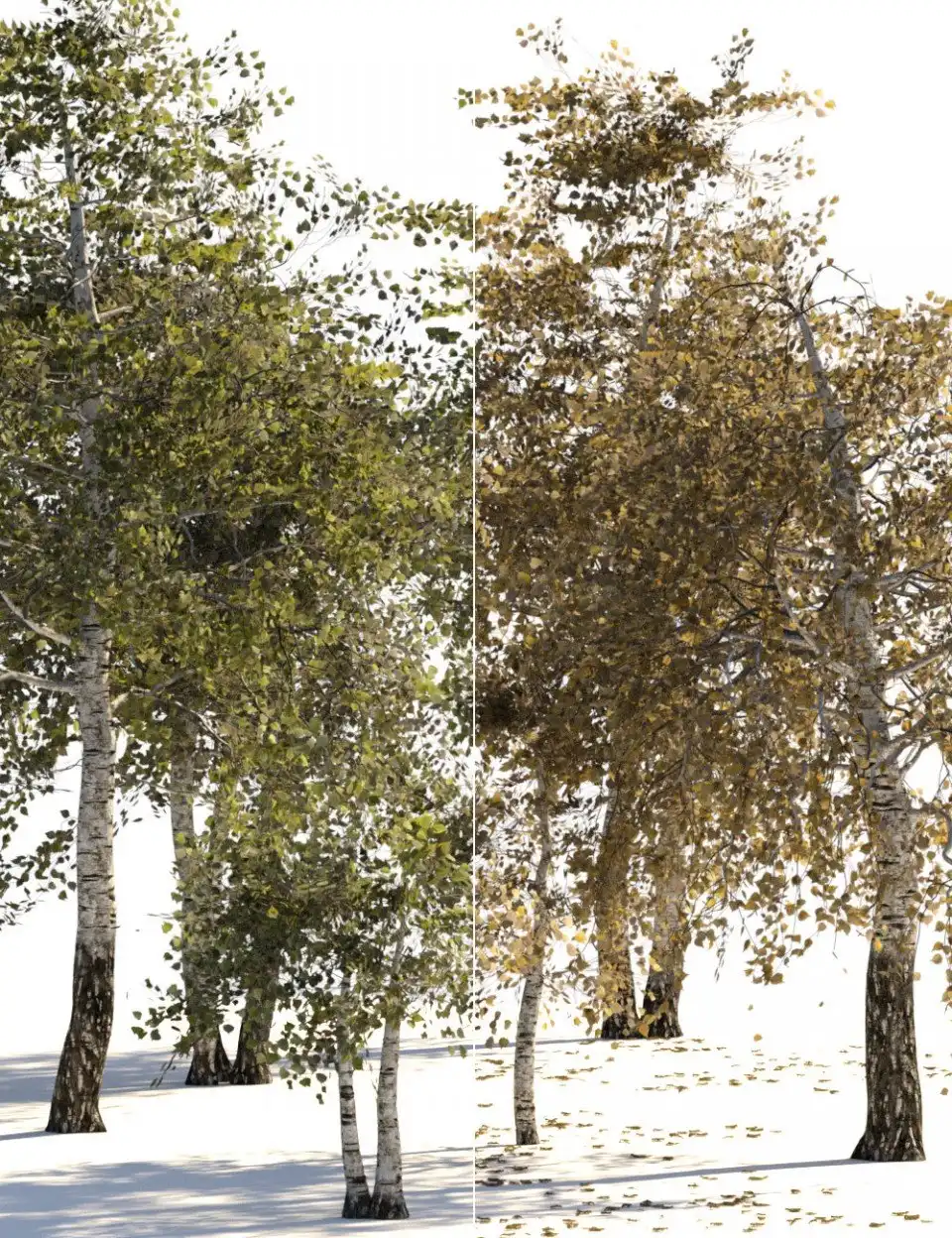 v176 Iray Birch Trees_DAZ3DDL