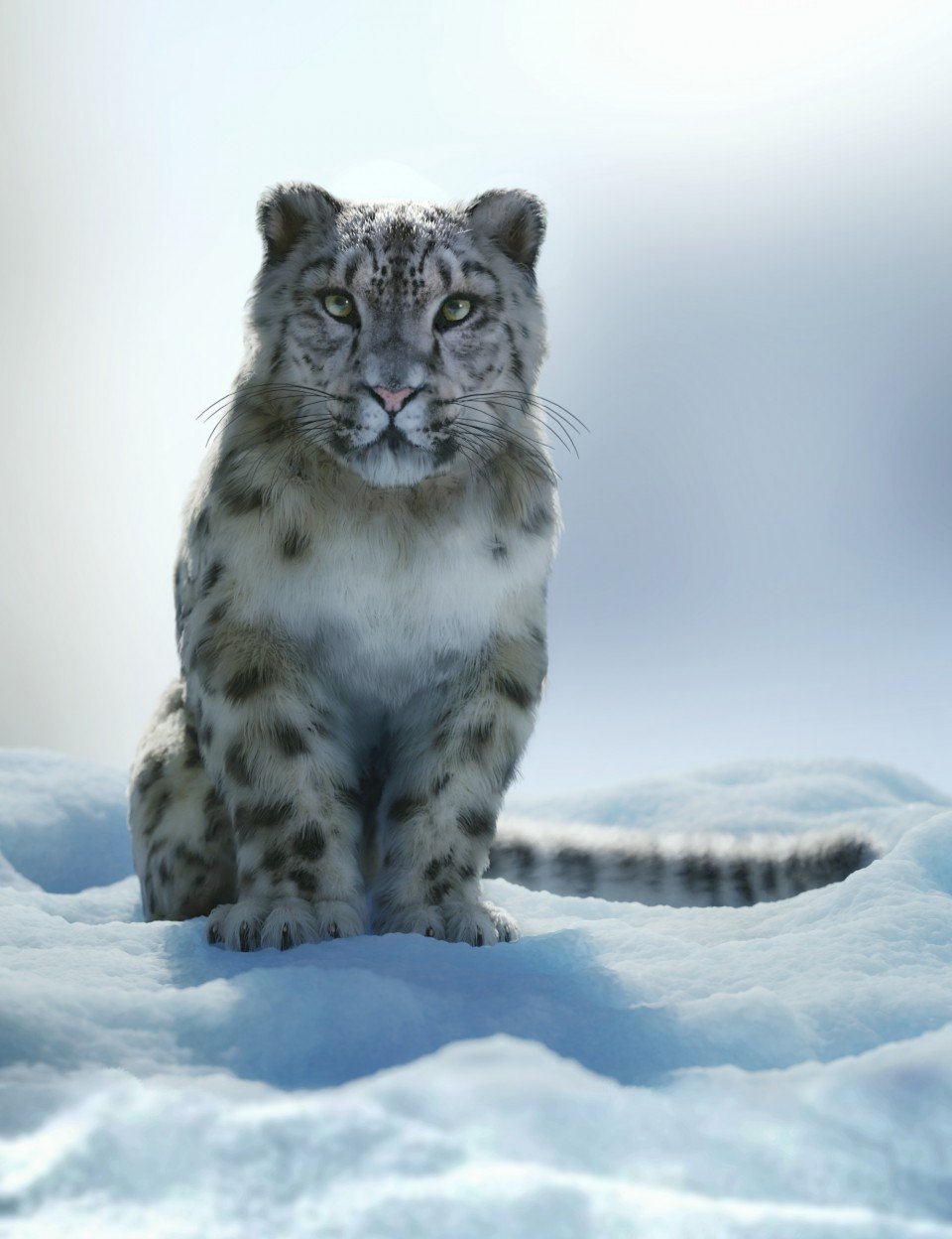Felidae by AM – Snow Leopard_DAZ3DDL
