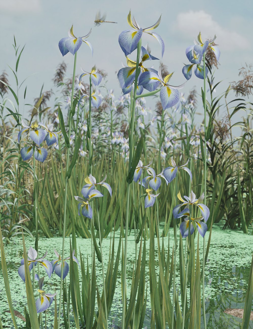 Water Iris – High Res Flowering Plants_DAZ3D下载站
