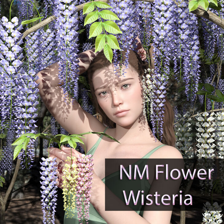 NM Flower Wisteria_DAZ3D下载站