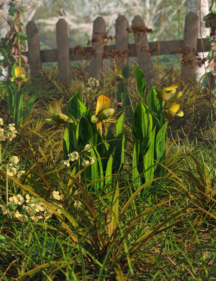 Slipper Orchids – Low Resolution Flowers_DAZ3D下载站