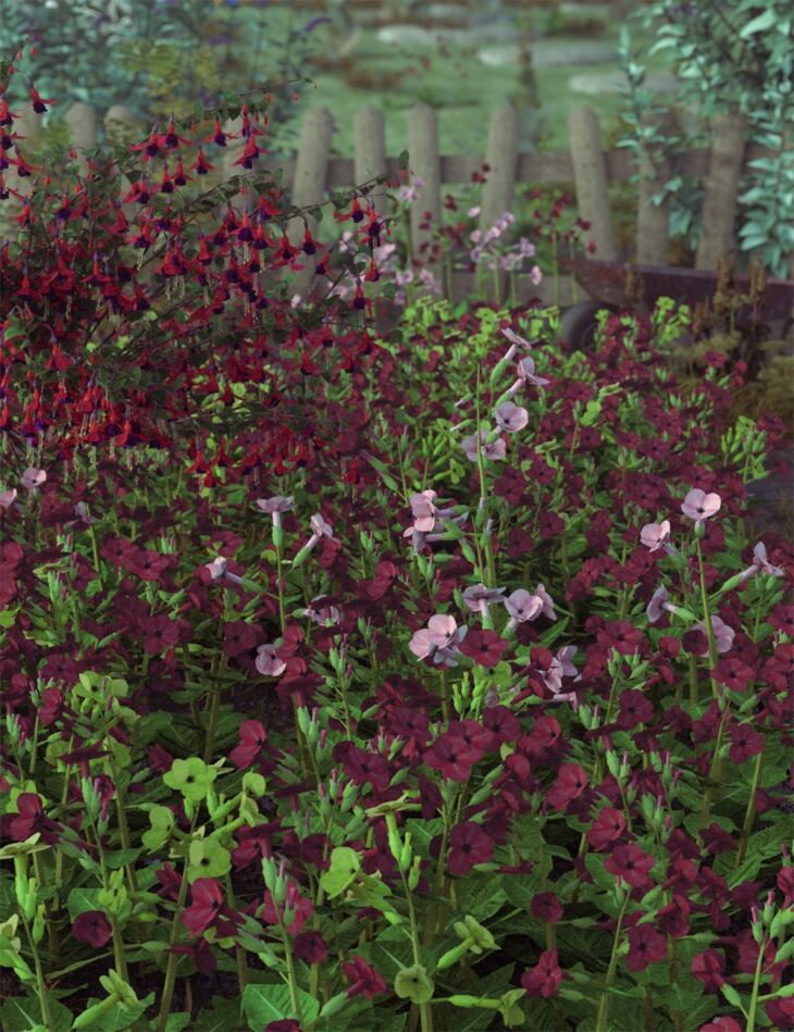 Garden Flowers – Low Res Nicotiana Plants_DAZ3D下载站