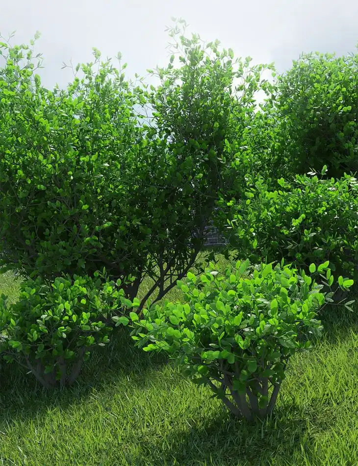 Into The Bushes_DAZ3DDL