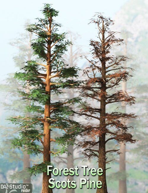 Forest Tree – Scots Pine_DAZ3D下载站