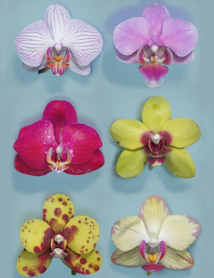 6 Orchids_DAZ3D下载站