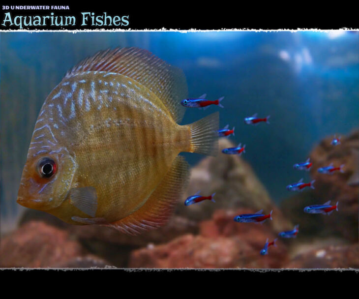 3D Underwater Fauna: Aquarium Fishes_DAZ3D下载站