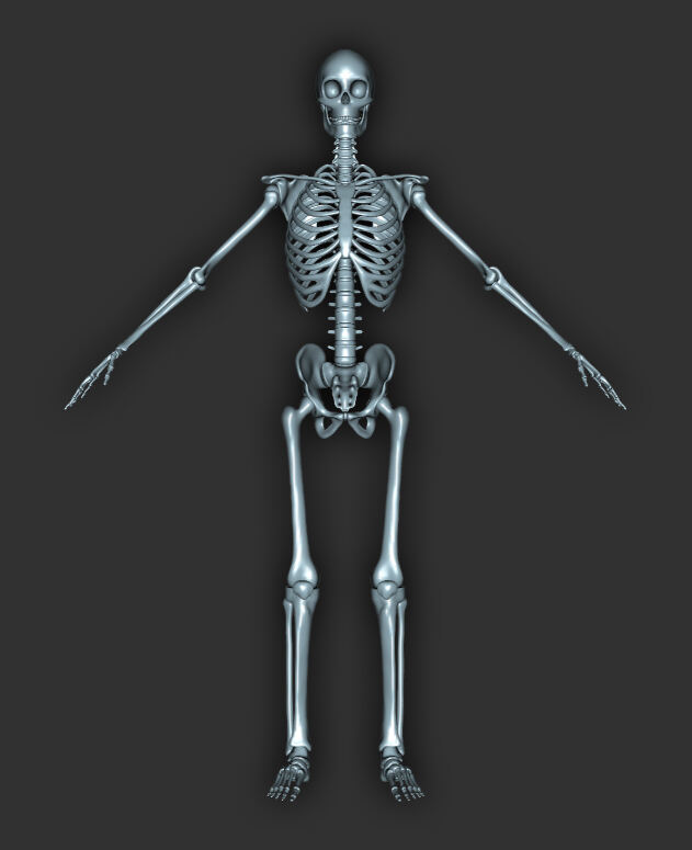 Skeleton For Genesis 9_DAZ3D下载站
