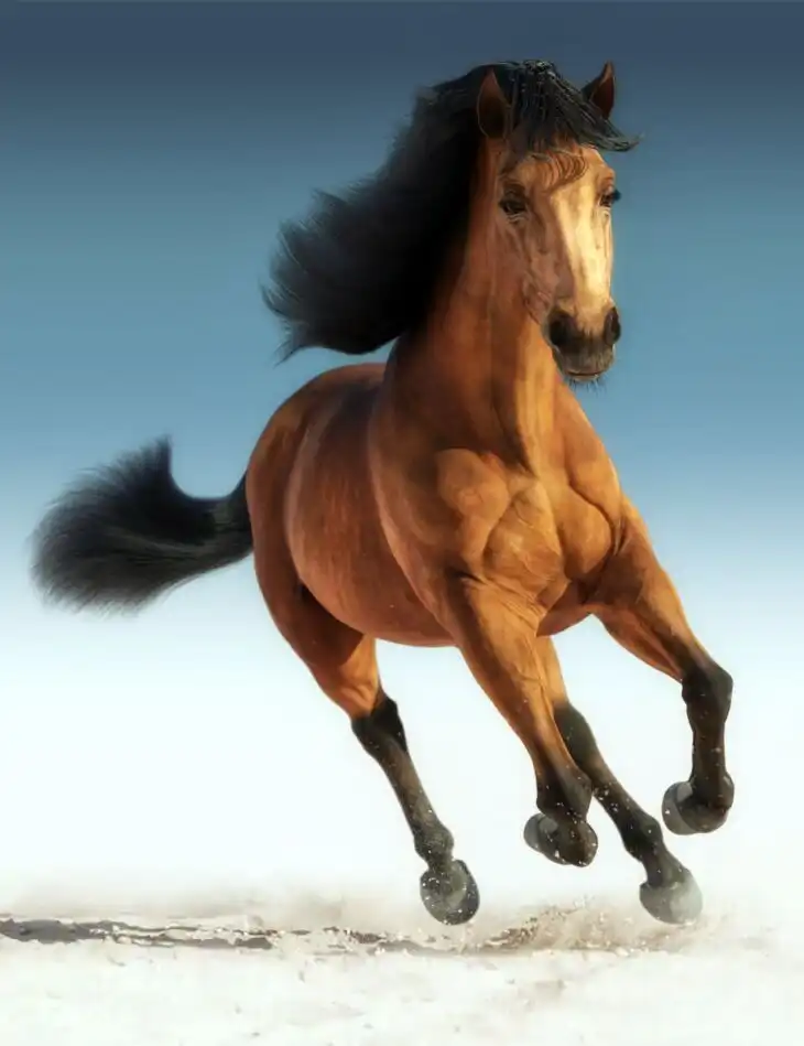Daz Horse 3_DAZ3DDL