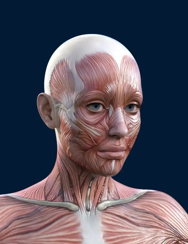 Feminine Muscle Maps for Genesis 9_DAZ3DDL